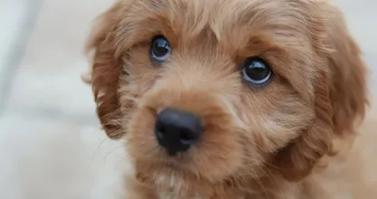 Verrassend: dit is waarom je een hond zo graag in de ogen kijkt