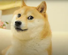 Wereldberoemde hond van internetmemes ernstig ziek