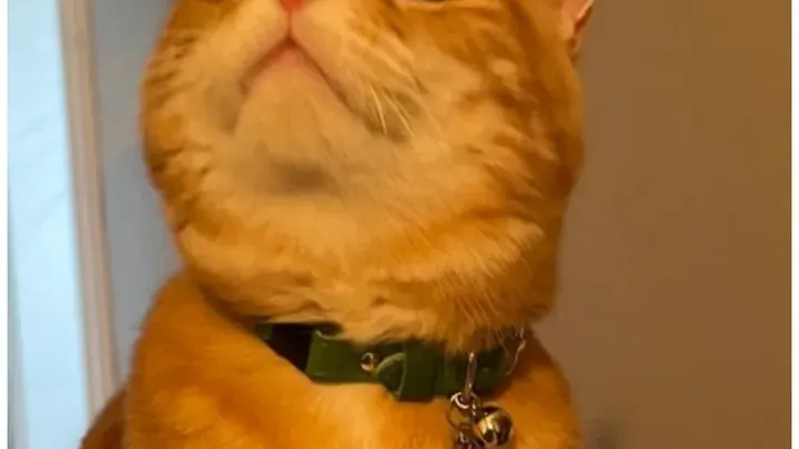 No More Guesswork: 49 Pro Tips Every Cat Lover Needs, Hello Kitty Wonderland!