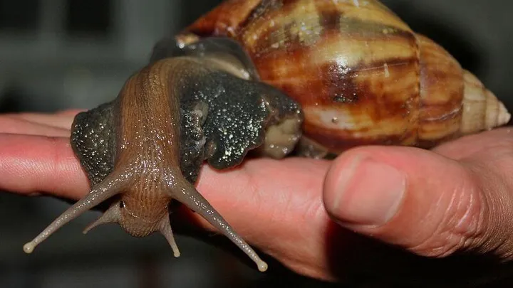 Wordt de Afrikaanse reuzenslak ons nieuwe huisdier en beauty-vriend? Best gezellig en nog ergens goed voor ook!