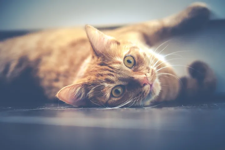 De esta forma, tu gato intentará decirte algo