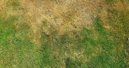 7 tips to properly maintain your lawn during a heat wave