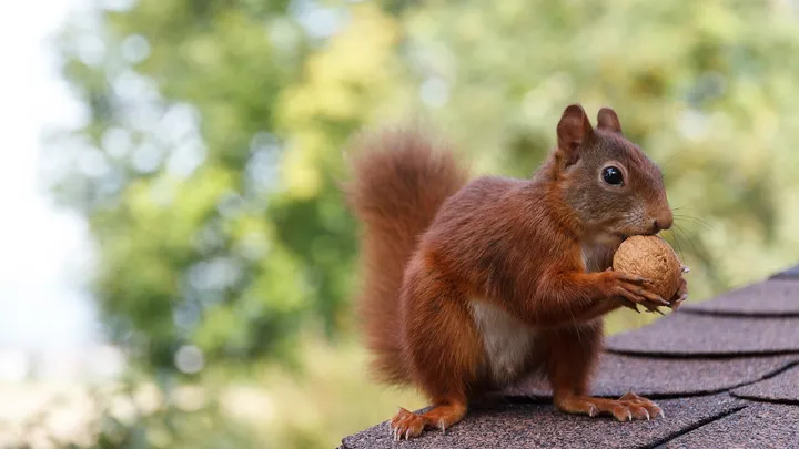 Eichhörnchen in Futternot: So einfach kannst du ihnen jetzt helfen!
