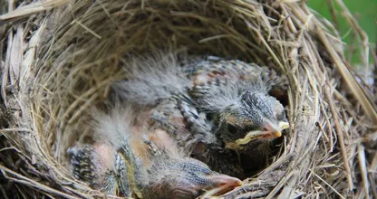Vogelbond roept op: zorg voor extra water buiten voor pasgeboren vogeltjes