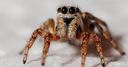 Expert geeft truc om binnen 2,5 uur van een spinnenfobie af zijn