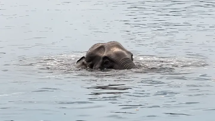 Gefundenes Filmmaterial: Marine begegnet riesiger Kreatur unter Wasser
