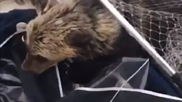 Echa un vistazo a las cosas impactantes que hace esta madre osa mientras los pescadores salvan a sus cachorros