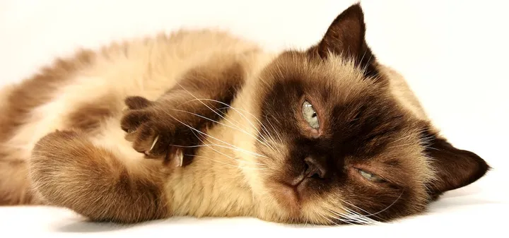 De esta forma, tu gato intentará decirte algo