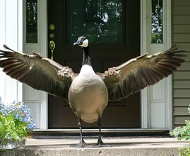 Goose Refuses to Let Anyone Outside – Police Had to Be Called