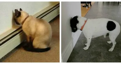 WAARSCHUWING: zie je je hond of kat dit doen? Bel dan onmiddelijk de dierenarts, want het kan DIT betekenen!