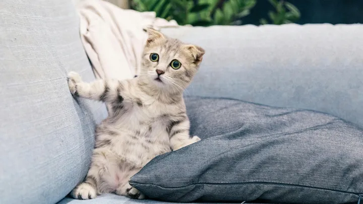 Zo lang kun je je kat maximaal alleen thuis laten