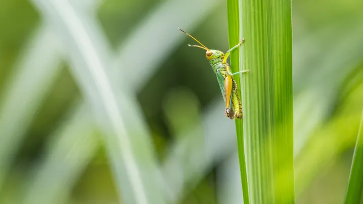 Voici pourquoi vous devriez ajouter des insectes à votre régime alimentaire