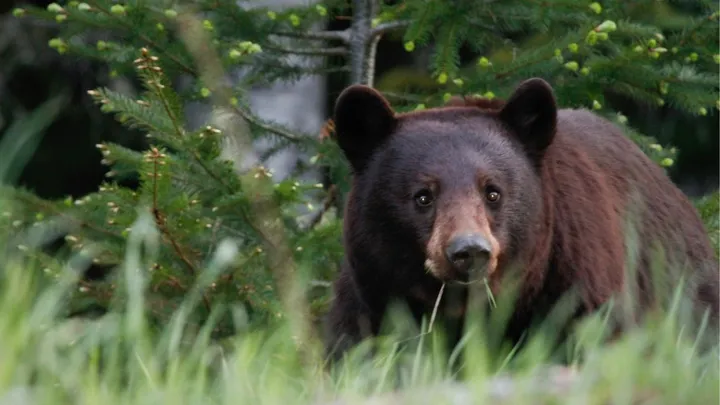 Zwarte beren vallen steeds meer mensen aan in Japan