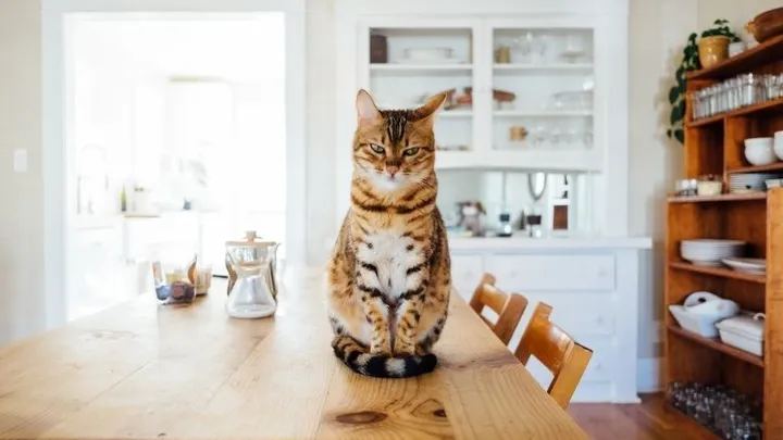 Geweldig: Xenos verkoopt hangstoel voor katten