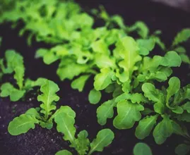 Het kan nog! Deze groenten kun je planten in september