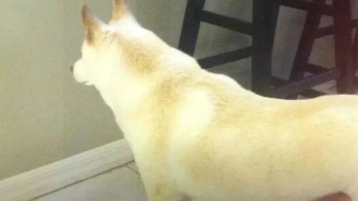 L'uomo installa una telecamera dopo che il cane fissa un punto sul muro per giorni