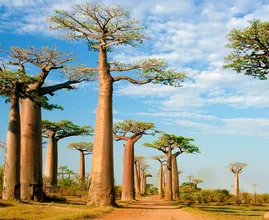 These Plants Found Around The Globe Are Amazing