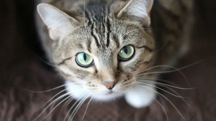 Weggelopen kat Lenny uit Heerenveen teruggevonden op Texel