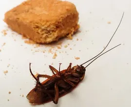 These simple tricks will help you get rid of cockroaches in no time at all!