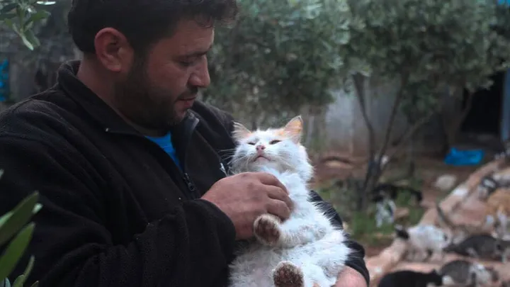 Wat er ook gebeurt, ik blijf bij ze”: deze dierenvriend waagt zijn leven Syrië voor zwerfkatten, wat een held!