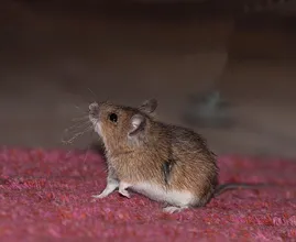 Maus im Haus? SO wirst du sie auf eine tierliebe und effektive Art und Weise los!