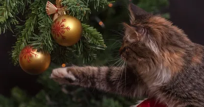 Your cat will stay out of your Christmas tree if you follow this animal friendly tip!