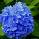 Let op: dieven kunnen mogelijk jouw hortensia's uit je tuin stelen