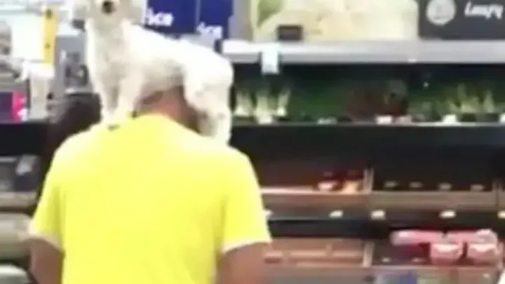 Anedotas no corredor: 37 casos em que as compras de supermercado se tornaram hilárias!