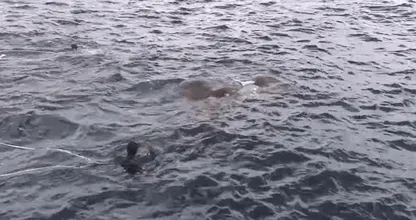 衝撃映像：海軍が巨大生物と対面した結果…