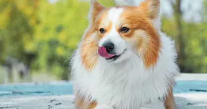 Aha: dit is waarom honden altijd je gezicht likken