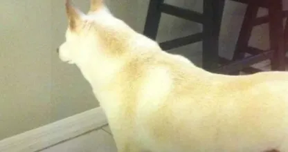 Hombre instala cámara después de que un perro mirara un lugar en la pared durante días