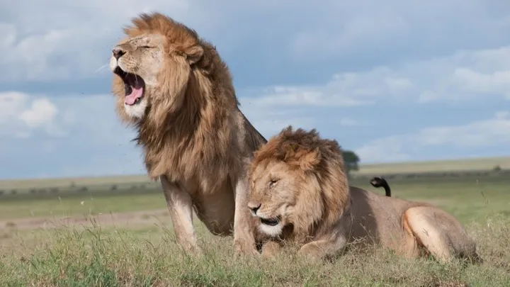 Deze Leeuw Werd Gespot In Het Wild - Dierenarts Is In Shock Als Hij Zich Realiseert Waarom Hij Zo Groot Is