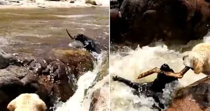 Dit is echt te schattig! Zijn vriendje dreigt te verdrinken in een kolkende rivier en wat deze hond dan doet..