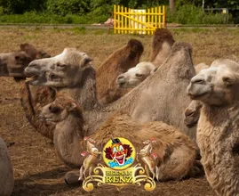 Circus Renz doet noodoproep: ‘Geld en voer voor dieren raakt snel op’