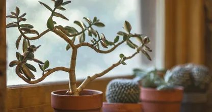 Moeite om je kamerplanten in leven te houden deze winter? Met déze tips lukt dat wel!