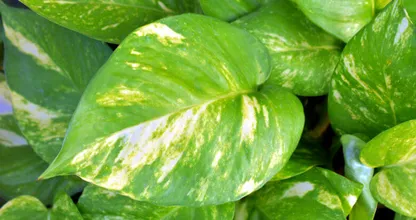 Mensen zonder groene vingers opgelet: het is onmogelijk om deze plant dood te laten gaan