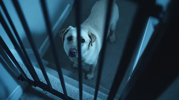 Unos padres llamaron a la policía por el perro de su familia, hasta que un agente se percató de un escalofriante detalle