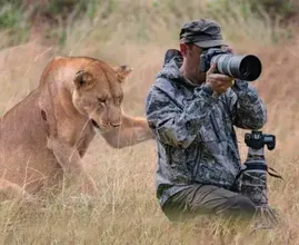 Un leone chiede aiuto a un fotografo - L'incredibile verità rivelata