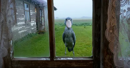 Giant Bird Appears Outside Farmer’s Window – When He Sees What It’s Guarding, He Freezes
