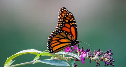 Vlinders in de tuin? Deze planten trekken ze massaal aan