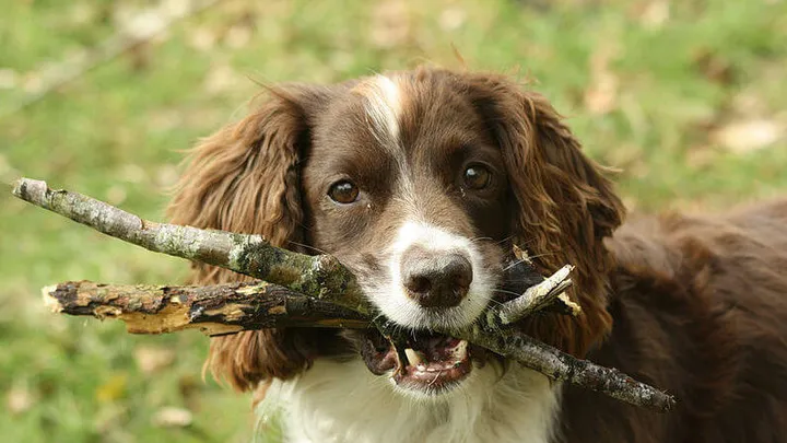 Speelt jouw hond ook vaak met een stok? Dit is waarom dat heel gevaarlijk is!