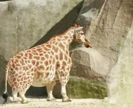 Esta girafa foi vista na natureza - o veterinário fica chocado quando percebe que ela é tão grand