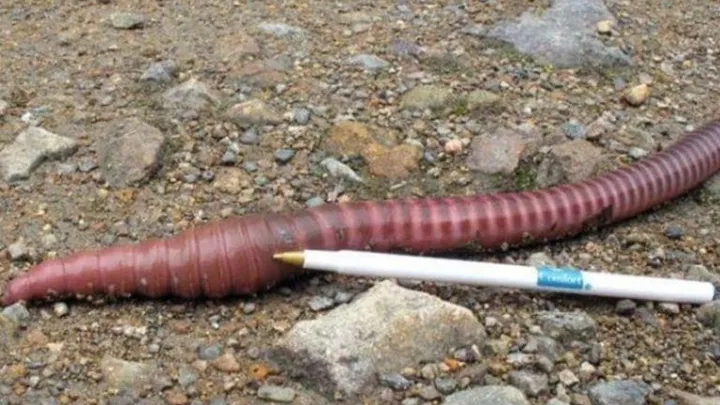 Leben vielleicht riesige Regenwürmer in Ihrem Garten? Erfahren Sie die Wahrheit über diese mysteriösen Kreaturen