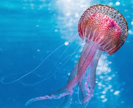 These Are The 8 Most Dangerous Animals On Earth