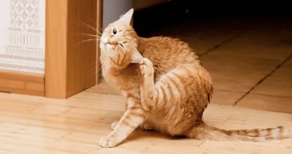 Zie je jouw poes of hond krabben? Dit trucje moet je dan eens proberen! Het heeft onze huisdieren al goed geholpen.