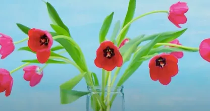 Hangende tulpen zijn verleden tijd! Met dit trucje blijven ze rechtop staan