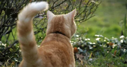 Katten praten met je via hun staart! Hoe ziet de staart van jouw kat er vaak uit? DIT zegt het!