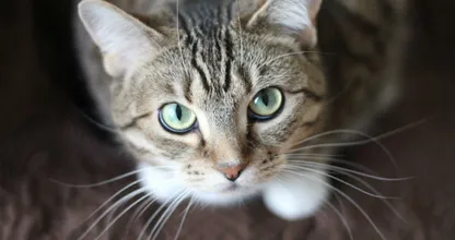 Weggelopen kat Lenny uit Heerenveen teruggevonden op Texel
