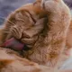 Ahah ! Voilà pourquoi votre chat aime lécher vos cheveux.