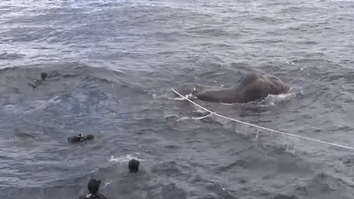 Imágenes impactantes: la Marina se encuentra cara a cara con una gigantesca criatura en el agua